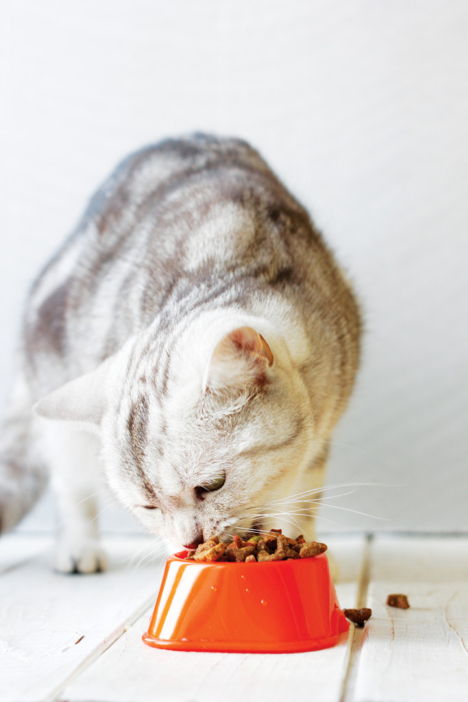 Wet or Dry Food? What Do I Need To Consider When Feeding My Cat ...